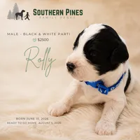 Rolly, a male Great Dane and Poodle - Standard  for sale in Bon Aqua, TN – 1 of 2