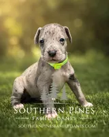Nova, a female Great Dane for sale in Bon Aqua, TN – 2 of 4