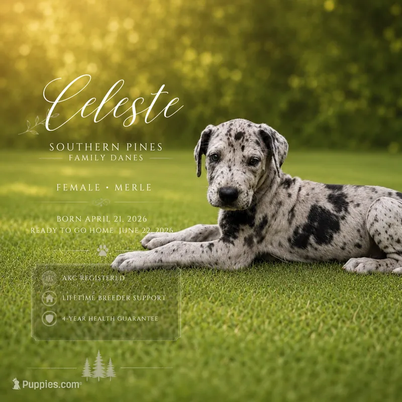 Celeste – Great Dane puppy for sale in Bon Aqua, TN
