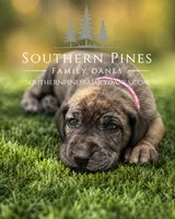 Fallon, a female Great Dane for sale in Bon Aqua, TN – 2 of 3