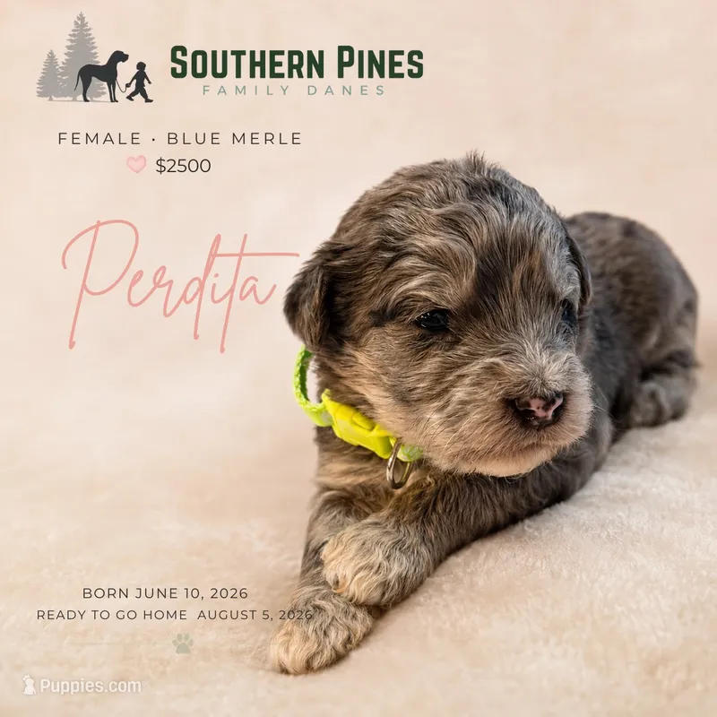 Perdita – Great Dane, Poodle - Standard  puppy for sale in Bon Aqua, TN