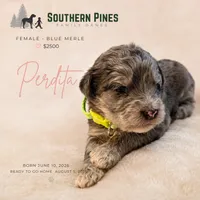 Perdita, a female Great Dane and Poodle - Standard  for sale in Bon Aqua, TN – 1 of 2