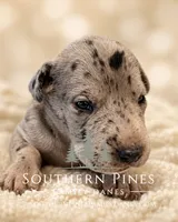 Celeste, a female Great Dane for sale in Bon Aqua, TN – 4 of 4