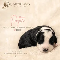 Dottie, a female Great Dane and Poodle - Standard  for sale in Bon Aqua, TN – 2 of 2