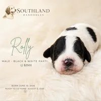 Rolly, a male Great Dane and Poodle - Standard  for sale in Bon Aqua, TN – 2 of 2