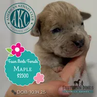 Maple, a female Great Dane for sale in Bon Aqua, TN – Photo 2 of 2