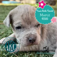 Maple, a female Great Dane for sale in Bon Aqua, TN – Photo 1 of 2