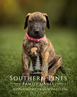 Fallon, a female Great Dane for sale in Bon Aqua, TN – 3 of 3