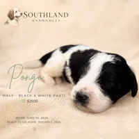 Pongo, a male Great Dane and Poodle - Standard  for sale in Bon Aqua, TN – 2 of 2