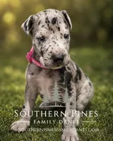 Celeste, a female Great Dane for sale in Bon Aqua, TN – 3 of 4