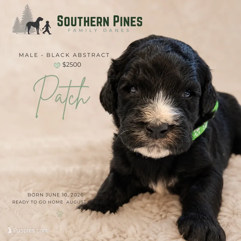 Patch – Great Dane, Poodle - Standard  puppy for sale in Bon Aqua, TN