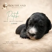 Patch, a male Great Dane and Poodle - Standard  for sale in Bon Aqua, TN – 2 of 2