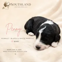 Penny, a female Great Dane and Poodle - Standard  for sale in Bon Aqua, TN – 2 of 2