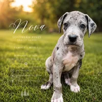 Nova, a female Great Dane for sale in Bon Aqua, TN – 1 of 4