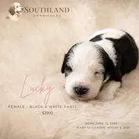 Lucky, a female Great Dane and Poodle - Standard  for sale in Bon Aqua, TN – 2 of 2