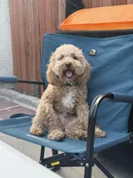 Mookie, a male Goldendoodle and Maltipoo for sale in Norwalk, CA – 2 of 4