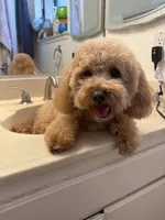 Mookie, a male Goldendoodle and Maltipoo for sale in Norwalk, CA – 4 of 4