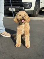 Mookie, a male Goldendoodle and Maltipoo for sale in Norwalk, CA – 3 of 4