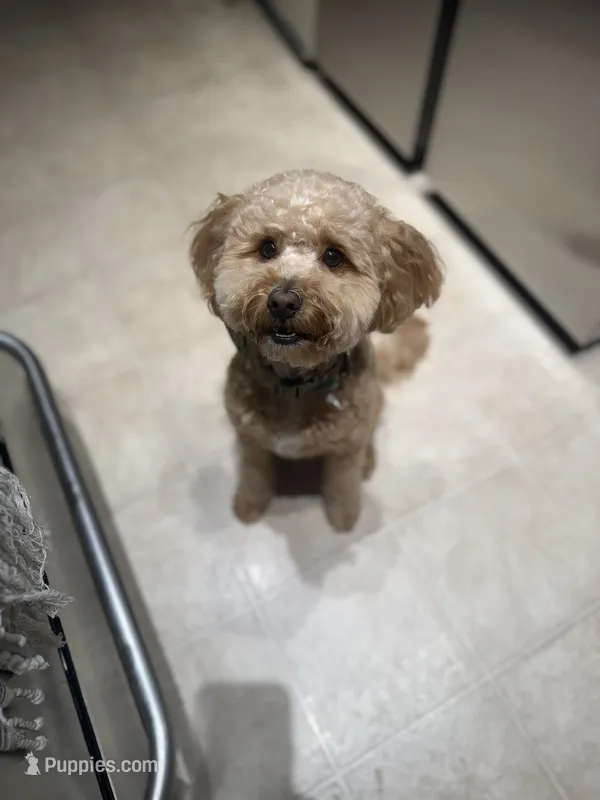 Mookie – Goldendoodle, Maltipoo puppy for sale in Norwalk, CA