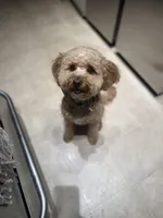 Mookie, a male Goldendoodle and Maltipoo for sale in Norwalk, CA – 1 of 4