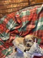 Christmas Prancer, a male Cocker Spaniel for sale in Aline, OK – Photo 4 of 10