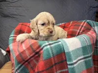 Christmas Prancer, a male Cocker Spaniel for sale in Aline, OK – Photo 7 of 10