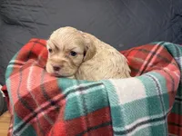 Christmas Prancer, a male Cocker Spaniel for sale in Aline, OK – Photo 6 of 10