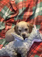 Christmas Prancer, a male Cocker Spaniel for sale in Aline, OK – Photo 1 of 10