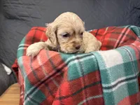 Christmas Prancer, a male Cocker Spaniel for sale in Aline, OK – Photo 5 of 10