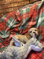 Christmas Prancer, a male Cocker Spaniel for sale in Aline, OK – Photo 3 of 10