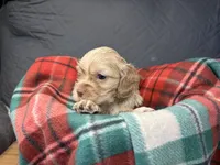 Christmas Prancer, a male Cocker Spaniel for sale in Aline, OK – Photo 8 of 10