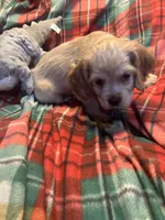 Christmas Prancer, a male Cocker Spaniel for sale in Aline, OK – Photo 2 of 10