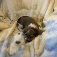 Cupid, a male Cocker Spaniel for sale in Aline, OK – Photo 4 of 10