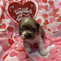 Cupid, a male Cocker Spaniel for sale in Aline, OK – Photo 7 of 10
