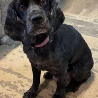 Cupid, a male Cocker Spaniel for sale in Aline, OK – Photo 6 of 10