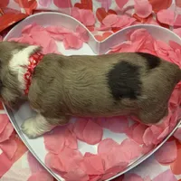 Cupid, a male Cocker Spaniel for sale in Aline, OK – Photo 10 of 10