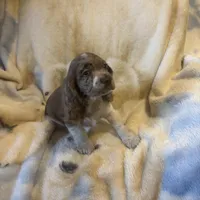Cupid, a male Cocker Spaniel for sale in Aline, OK – Photo 1 of 10