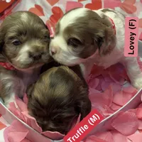 Cupid, a male Cocker Spaniel for sale in Aline, OK – Photo 9 of 10