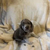 Cupid, a male Cocker Spaniel for sale in Aline, OK – Photo 2 of 10