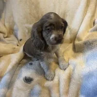 Cupid, a male Cocker Spaniel for sale in Aline, OK – Photo 3 of 10