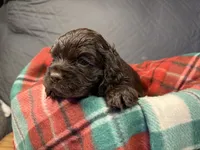 Blitzen, a male Cocker Spaniel for sale in Aline, OK – Photo 3 of 5
