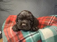 Blitzen, a male Cocker Spaniel for sale in Aline, OK – Photo 2 of 5