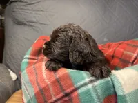 Blitzen, a male Cocker Spaniel for sale in Aline, OK – Photo 5 of 5