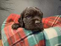 Blitzen, a male Cocker Spaniel for sale in Aline, OK – Photo 4 of 5