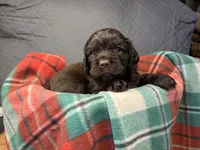 Blitzen, a male Cocker Spaniel for sale in Aline, OK – Photo 1 of 5