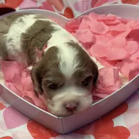 Lovey, a female Cocker Spaniel for sale in Aline, OK – Photo 1 of 7