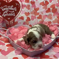 Lovey, a female Cocker Spaniel for sale in Aline, OK – Photo 3 of 7