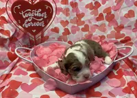 Lovey, a female Cocker Spaniel for sale in Aline, OK – Photo 3 of 7