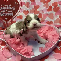 Lovey, a female Cocker Spaniel for sale in Aline, OK – Photo 4 of 7