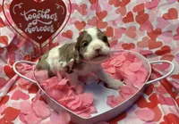 Lovey, a female Cocker Spaniel for sale in Aline, OK – Photo 4 of 7